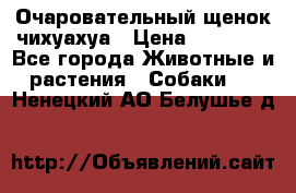 Очаровательный щенок чихуахуа › Цена ­ 40 000 - Все города Животные и растения » Собаки   . Ненецкий АО,Белушье д.